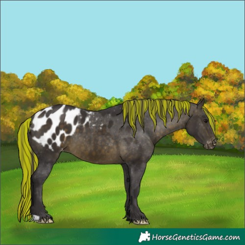 Horse Color:Painted Buckskin Blanket 
