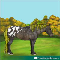 Horse Color:Painted Buckskin Blanket 