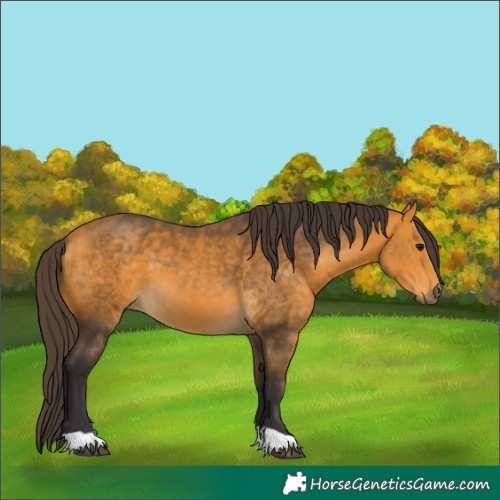 Horse Color:Buckskin 