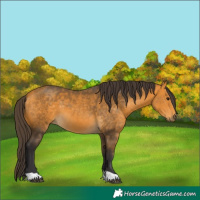 Horse Color:Buckskin 