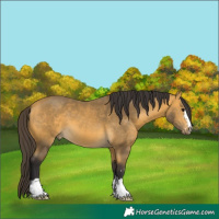 Horse Color:Buckskin 