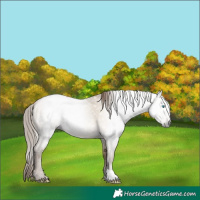 Horse Color:Gray Buckskin Pearl Dun 