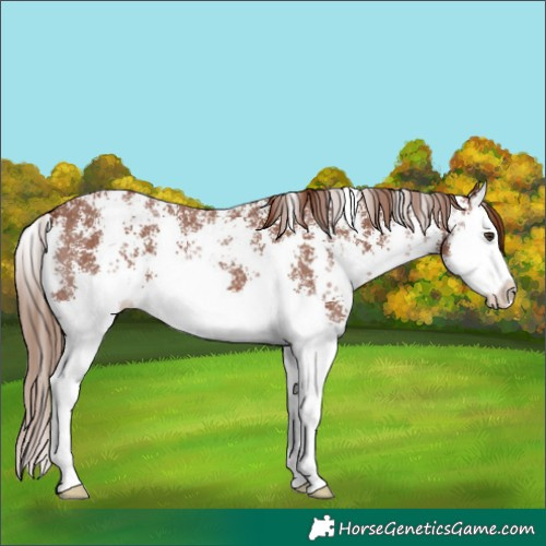 Horse Color:Chestnut Sabino Splash