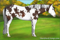 Horse Color:White Spotted Brown Splash 