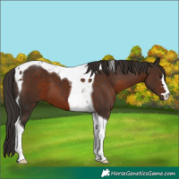 Horse Color:Liver Chestnut Tobiano 