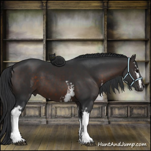 Horse Color:White Spotted Brown 