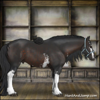 Horse Color:White Spotted Brown 