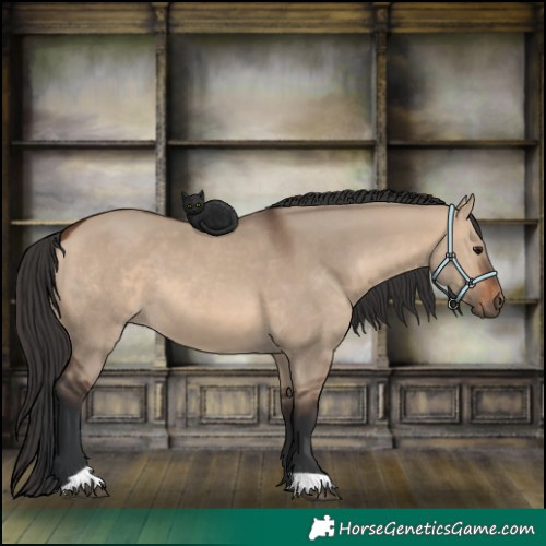 Horse Color:Brown Dun 