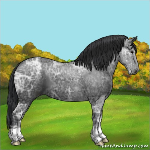 Horse Color:Black Ice 