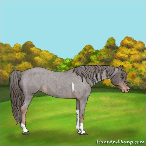 Horse Color:Liver Red Roan Tobiano Appaloosa 