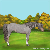 Horse Color:Liver Red Roan Tobiano Appaloosa 