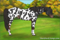 Horse Color:Liver Red Roan Tobiano Appaloosa 