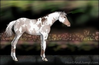 Horse Color:White Spotted Liver Chestnut 