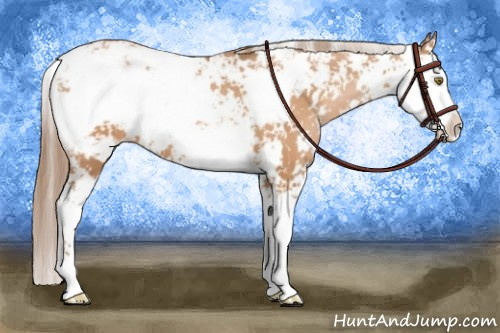 Horse Color:Brown Pearl Sabino