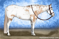 Horse Color:Brown Pearl Sabino 