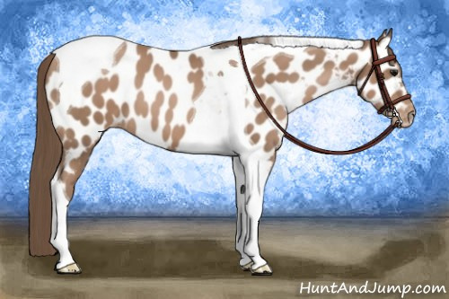 Horse Color:Black Pearl Tobiano Appaloosa 
