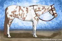 Horse Color:Black Pearl Tobiano Appaloosa 