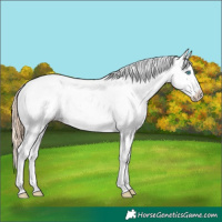 Horse Color:Amber Champagne Ice Pearl Sabino Varnish