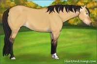 Horse Color:Gray Buckskin Dun 