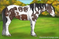 Horse Color:White Spotted Brown Splash Tobiano 