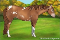Horse Color:Gray White Spotted Gold Champagne Tobiano 