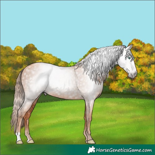 Horse Color:Gray Gold Champagne 