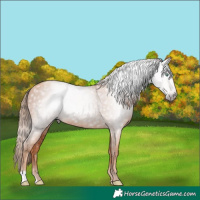 Horse Color:Gray Gold Champagne 