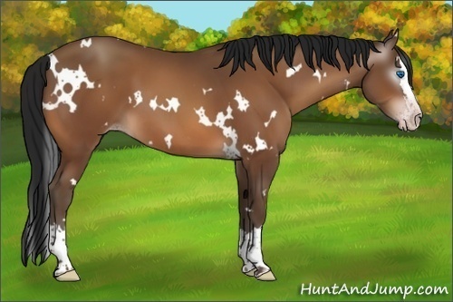 Horse Color:Gray White Spotted Amber Champagne Splash