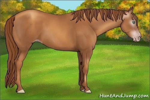 Horse Color:Gray Gold Champagne 