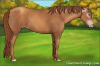 Horse Color:Gray Gold Champagne 