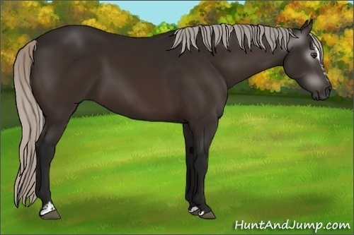 Horse Color:Gray Silver Brown Sabino 
