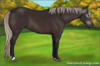 Horse Color:Gray Silver Brown Sabino 