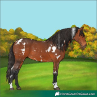 Horse Color:White Spotted Bay 