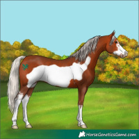 Horse Color:Silver Bay Sabino Frame 