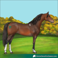 Horse Color:Bay Tobiano 