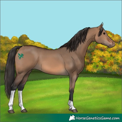 Horse Color:Brown Dun Tobiano 