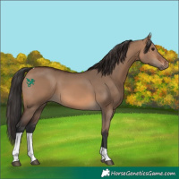 Horse Color:Brown Dun Tobiano 