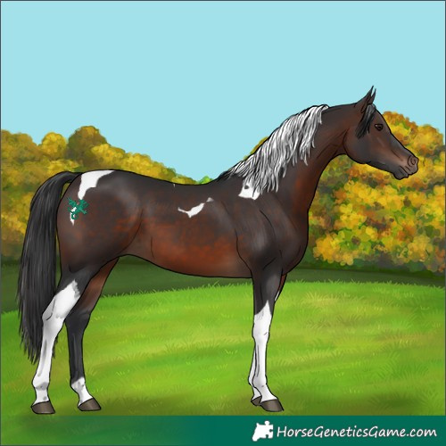 Horse Color:Brown Tobiano 