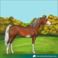 Horse Color:Silver Brown Sabino 