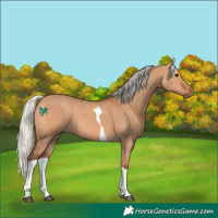 Horse Color:Silver Bay Dun Tobiano 