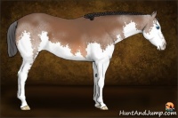 Horse Color:Bay Splash