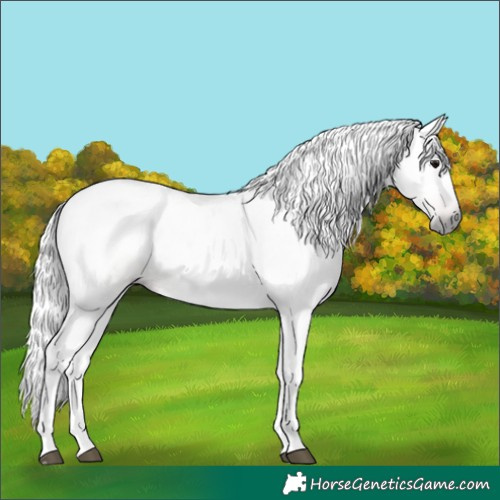 Horse Color:Gray Brown Dun Sabino 