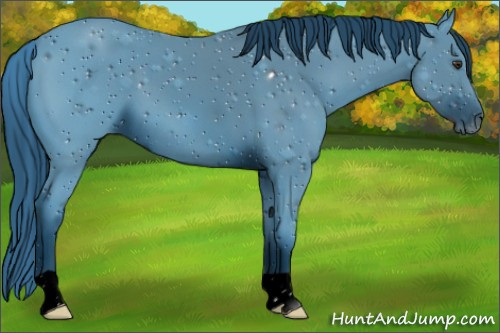 Horse Color:ERROR: UNKNOWN ANOMALY