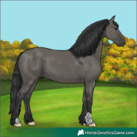 Horse Color:Grullo