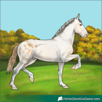 Horse Color:Buckskin Dun Appaloosa