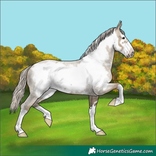 Horse Color:Silver Smoky Grullo Roan Frame Brindle 