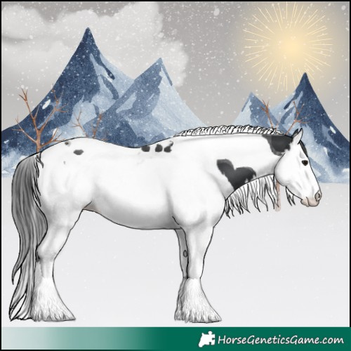 Horse Color:Black Splash Tobiano 