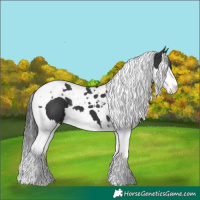 Horse Color:Black Splash Tobiano