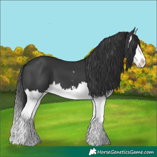 Horse Color:Black Sabino Splash