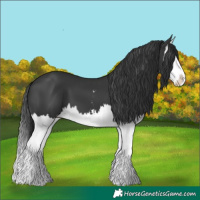 Horse Color:Black Sabino Splash